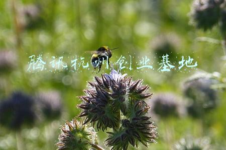 腾讯杭州创业基地
