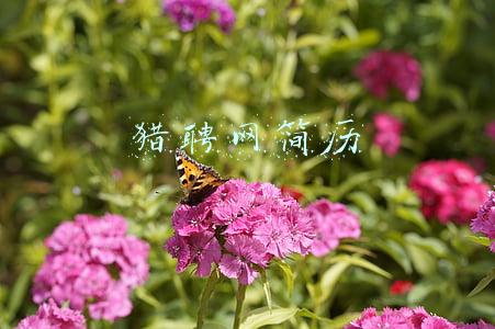 猎聘网简历