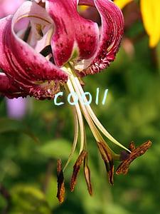 cool1