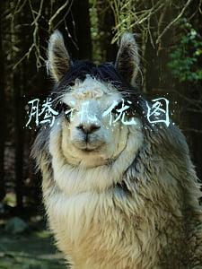 腾讯优图