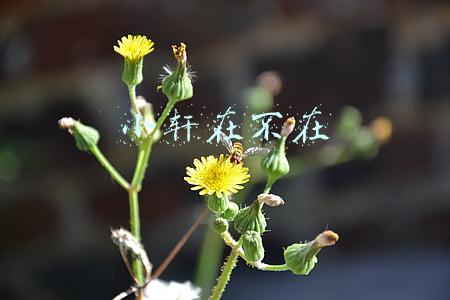 小轩在不在
