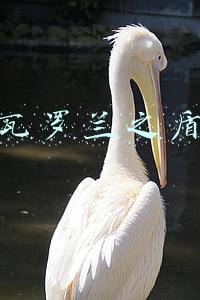 瓦罗兰之盾