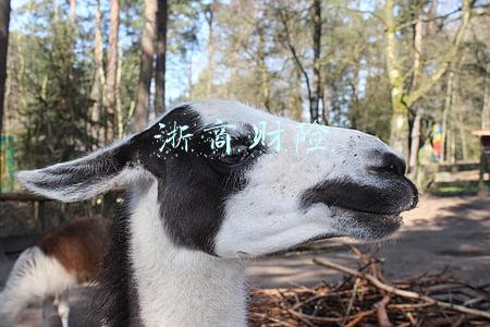 浙商财险电话(上半年银保监会发布39张监管函 财险公司产品问题成重灾区)