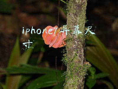 iphone7屏幕尺寸