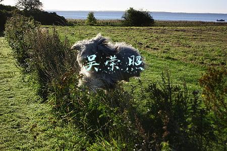 吴荣照
