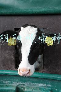 阴阳师帚神