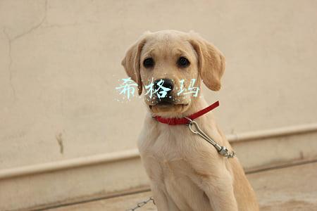 希格玛
