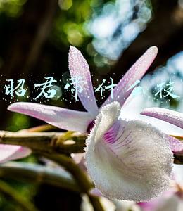 王昭君带什么技能