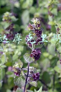 达摩克里斯