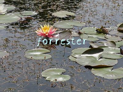 forrester