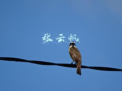 张云帆