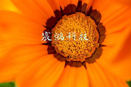 宸鸿科技