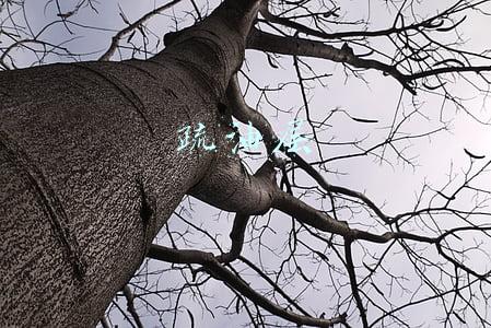 疏油层