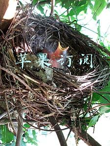 苹果订阅