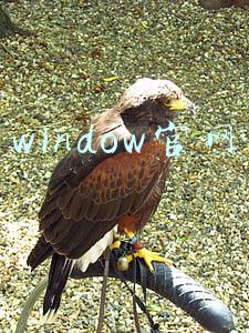 window官网