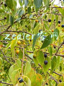 王自如zealer官网(ZEALER 王自如已卸任执行董事，股份清零，已经入职格力)