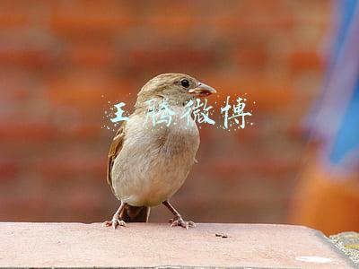 王腾微博