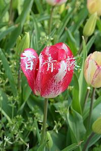 百青藤
