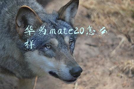 华为mate20怎么样