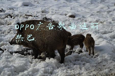 oppo广告歌曲迪丽热巴