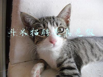 斗米招聘是真是假