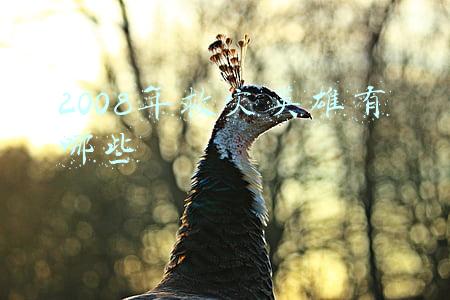 2008年救灾英雄有哪些