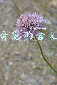 奇葩的含义