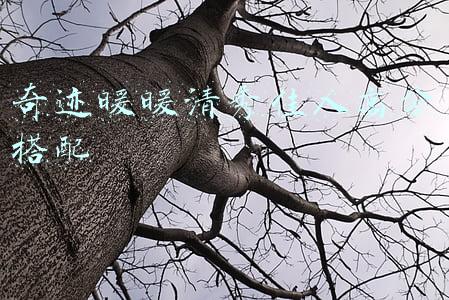 奇迹暖暖清秀佳人高分搭配2020(奇迹暖暖竞技场清秀佳人高分顶配图解)