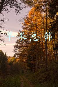 苹果总部