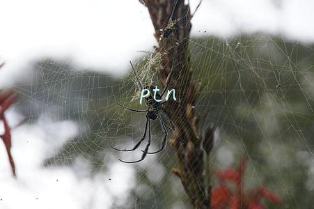 ptn是什么(PTN系统DLCS功能的实现与应用)