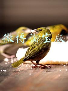 微博淘宝版