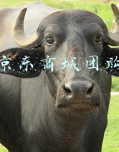 京东商城团购网(京东优选即将上线，整合内部四个社区团购业务)