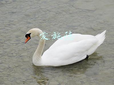 爱施德
