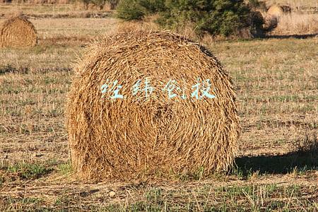 经纬创投骗局(白鹭科技CEO称面临破产清算 曾获IDG、经纬创投、顺为资本等知名基金投资)