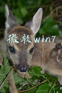 微软win7