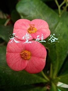 浙江天堂硅谷十大股东(欣龙控股扣非连亏14年沦为壳 四年三变实控人天堂硅谷将入主)