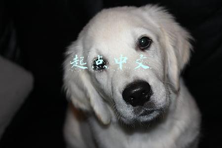 起点中文