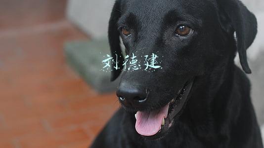 刘德建