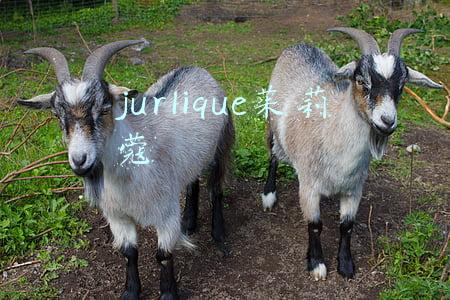 jurlique茱莉蔻