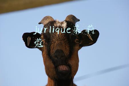 jurlique茱莉蔻