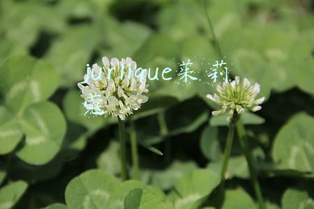 jurlique茱莉蔻