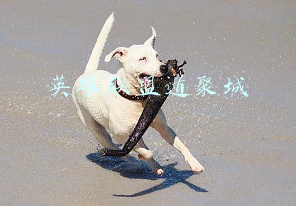 英雄联盟道聚城