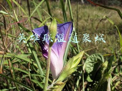 英雄联盟道聚城