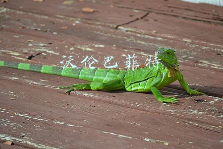 沃伦巴菲特