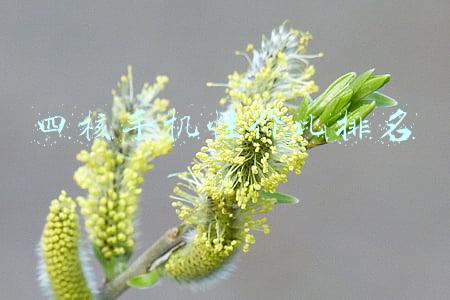 四核手机性价比排名