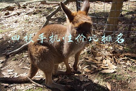 手机四核是什么意思(“四核八核”在电脑手机中具体啥意思？)