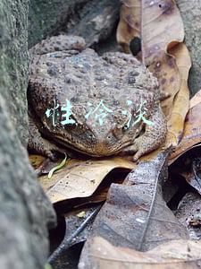 性冷淡