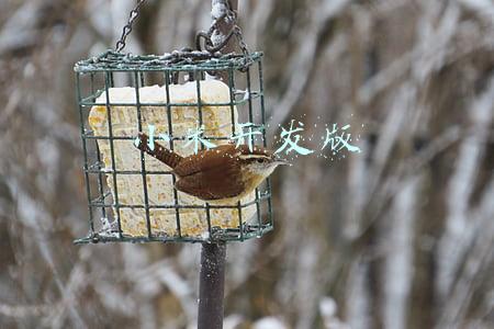 小米开发版