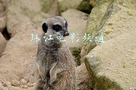 珠江电影频道