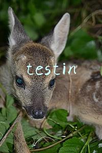 testin云测(Testin云测：企业数字化转型应“战略性”使用IT和数据)